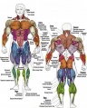 Muscles man.jpg