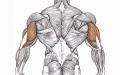 Triceps.jpg